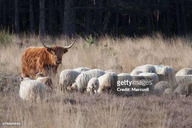 hooglander bekijkt  kudde schapen - lammetje stock pictures, royalty-free photos & images