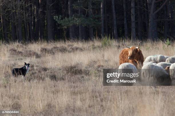 herdershond ontmoet hooglander - grazen stock pictures, royalty-free photos & images