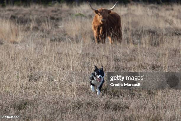 herdershond ontmoet hooglander - hond stock pictures, royalty-free photos & images