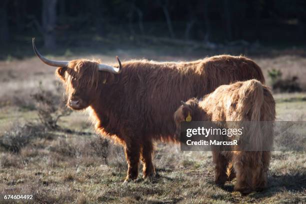 schotse hooglander met kalf - grazen stock pictures, royalty-free photos & images