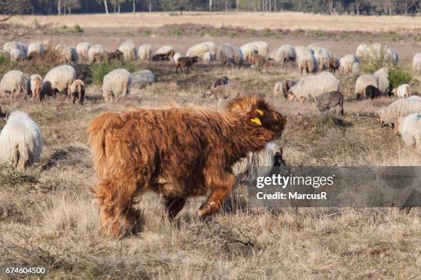 schotse hooglander kalf in schaapskudde - grazen fotografías e imágenes de stock