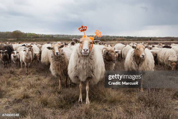 sheep queen for a day - buiten de steden gelegen gebied 個照片及圖片檔