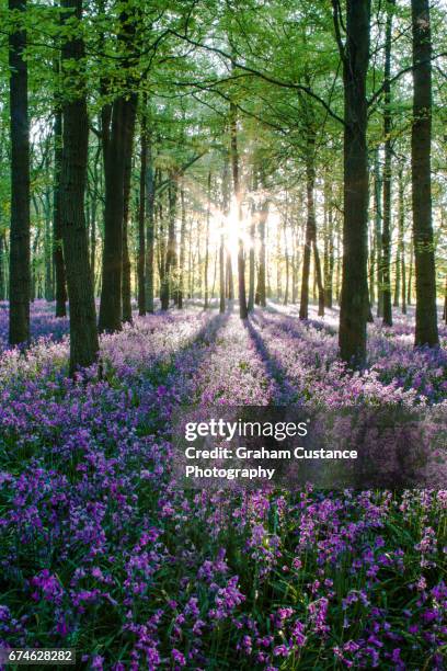 bluebell heaven - bluebell wood foto e immagini stock