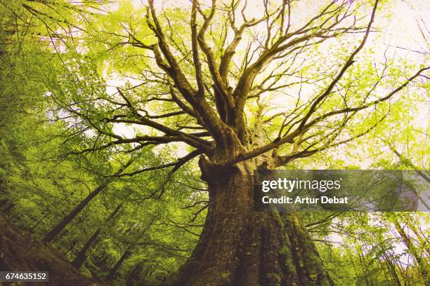 beautiful beech tree taken directly from below with nice and old trunk during springtime with beautiful green colors in the montseny nature reserve in the catalonia region. - trees low view stock-fotos und bilder