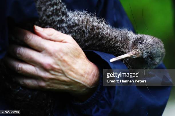 Little spotted kiwi is held before release at Shakespear Open Sanctuary on April 29, 2017 in Auckland, New Zealand. The 20 single little spotted...