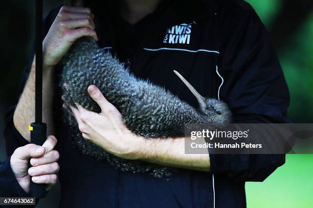 Little spotted kiwi is held before release at Shakespear Open Sanctuary on April 29, 2017 in Auckland, New Zealand. The 20 single little spotted...