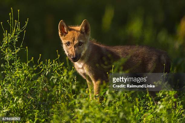 european gray wolf, canis lupus lupus, pup - canis lupus lupus stock pictures, royalty-free photos & images