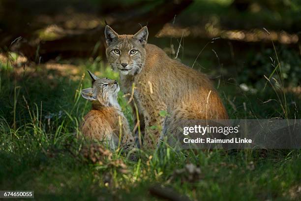 european lynx, lynx lynx, female with kitten - eurasian lynx stock pictures, royalty-free photos & images