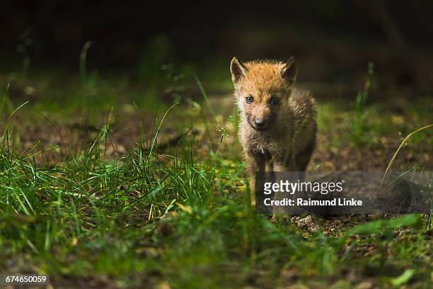 european gray wolf, canis lupus lupus, pup - cub bildbanksfoton och bilder