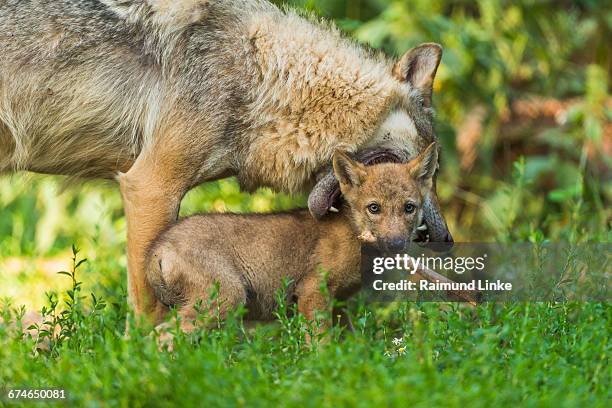 european gray wolf, canis lupus lupus, female with - canis lupus lupus stock pictures, royalty-free photos & images