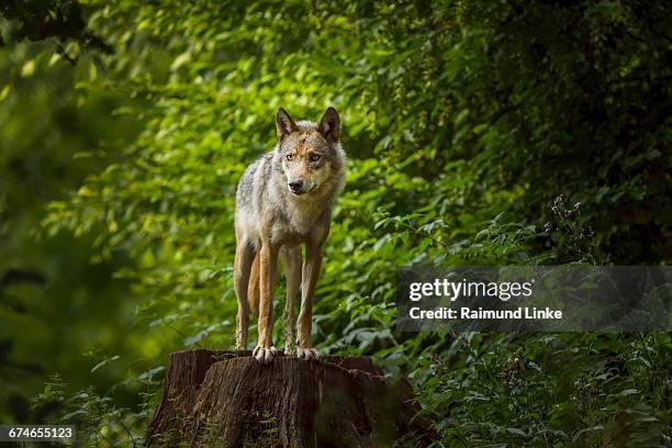 european gray wolf, canis lupus lupus - lobo fotografías e imágenes de stock