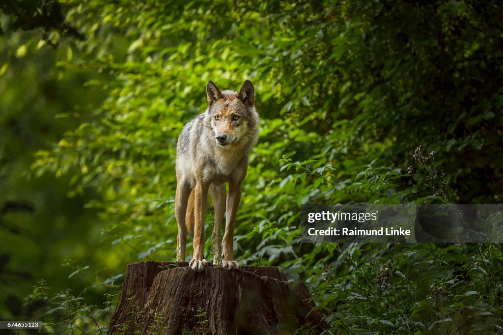 European Gray Wolf, Canis lupus lupus