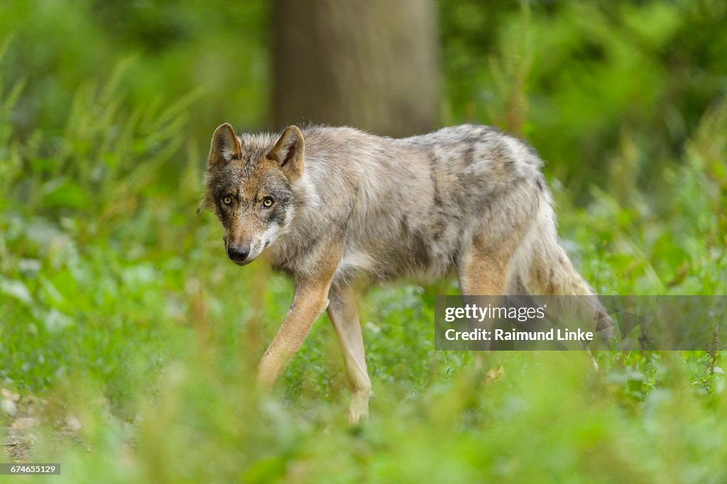 European Gray Wolf, Canis lupus lupus