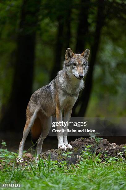 european gray wolf, canis lupus lupus - canis lupus lupus stock pictures, royalty-free photos & images