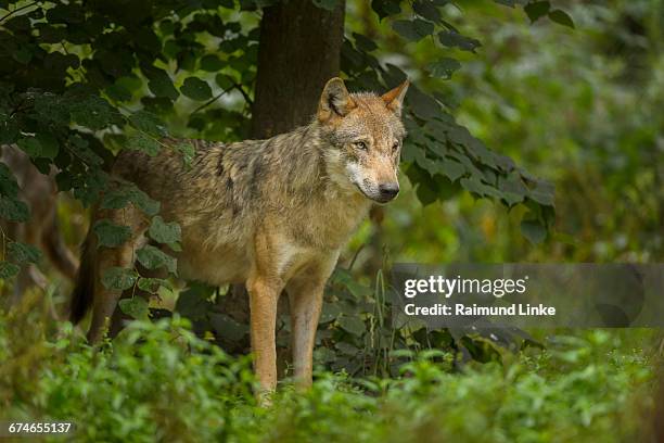 european gray wolf, canis lupus lupus - wolf stockfoto's en -beelden