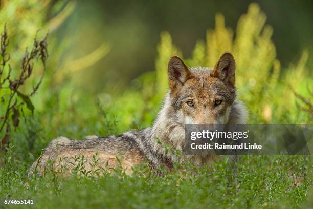 european gray wolf, canis lupus lupus - canis lupus lupus stock pictures, royalty-free photos & images