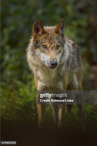 european gray wolf, canis lupus lupus - wolf stockfoto's en -beelden