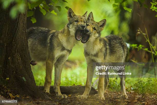 european gray wolf two young wolves - canis lupus lupus stock pictures, royalty-free photos & images