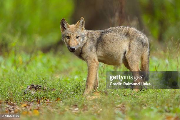 european gray wolf, canis lupus lupus, young wolf - canis lupus lupus stock pictures, royalty-free photos & images