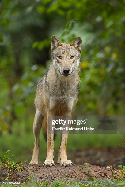european gray wolf, canis lupus lupus - wolf stockfoto's en -beelden