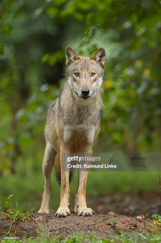 European Gray Wolf, Canis lupus lupus