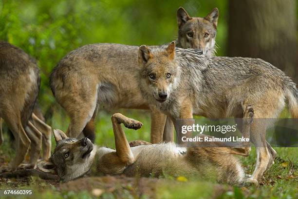 european gray wolf group of wolves - canis lupus lupus stock pictures, royalty-free photos & images