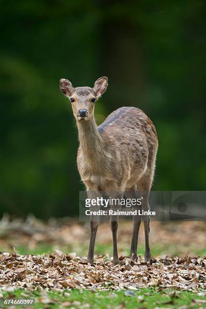 sika deer, cervus nippon, female - sika deer stock pictures, royalty-free photos & images