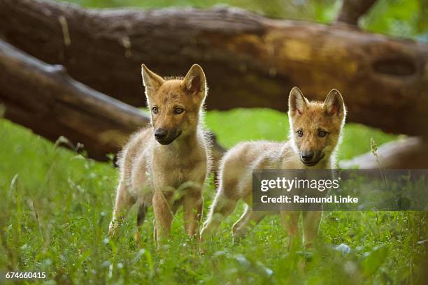 european gray wolf, canis lupus lupus, two pups - canis lupus lupus stock pictures, royalty-free photos & images