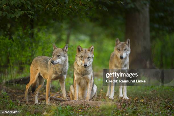 european gray wolf group of wolves - オオカミ ストックフォトと画像