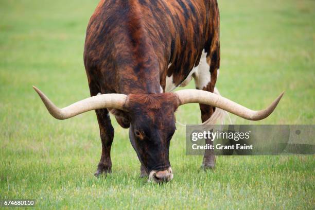 long horn cattle. - lubbock texas stock pictures, royalty-free photos & images