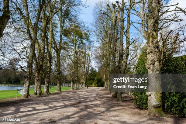 path in the forest of rambouillet - yvelines photos et images de collection