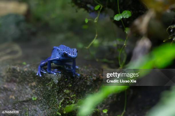 blue poison dart frog - blue frog stock pictures, royalty-free photos & images