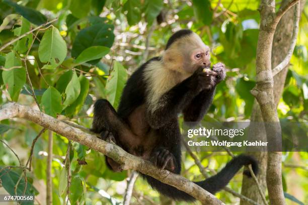 White-faced capuchin monkey feeding on a fruit in the rainforest of the Manuel Antonio National Park located at the Pacific coast of Costa Rica.