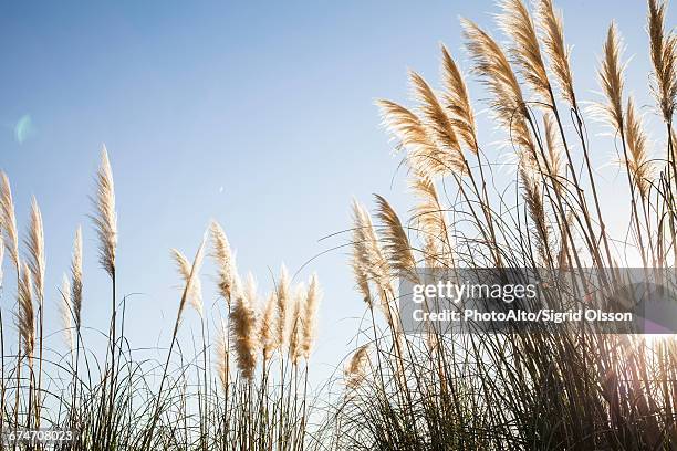 pampas grass backlit by sun - pampa argentine stock-fotos und bilder