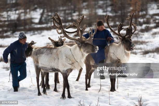 tsaatan (reindeer people), mongolia. - tajga bildbanksfoton och bilder