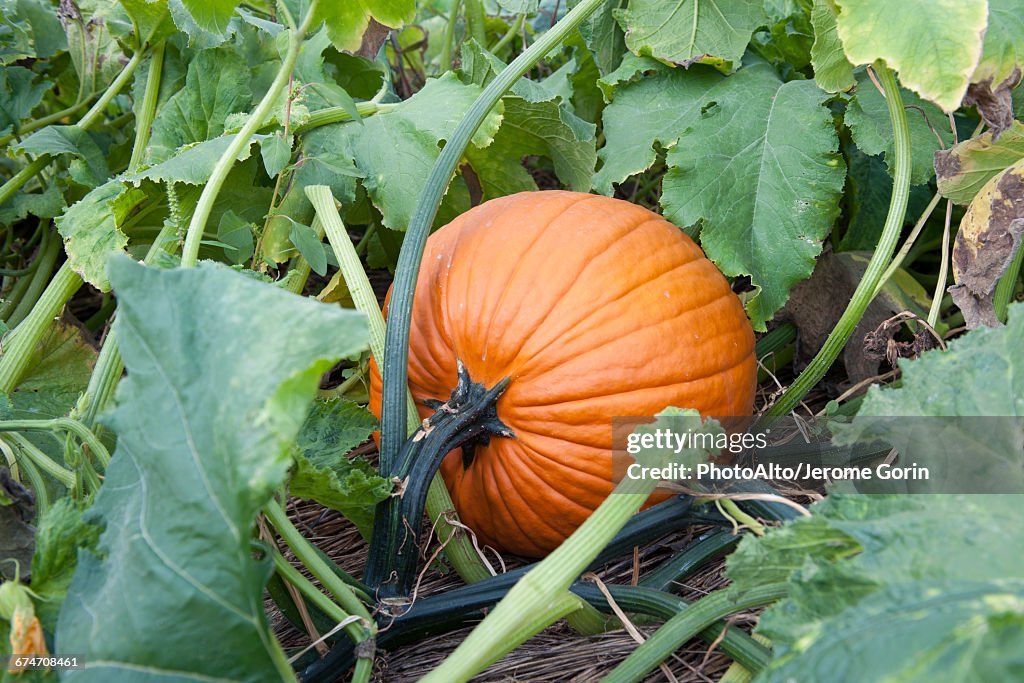 Pumpkin growing pumpkin patch