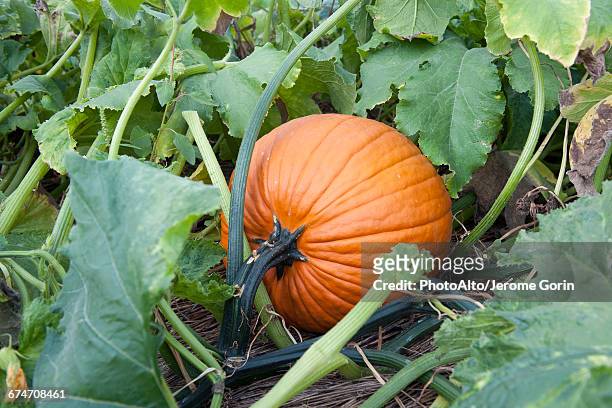 pumpkin growing pumpkin patch - pumpkin stock pictures, royalty-free photos & images