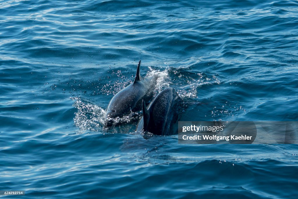 Two pantropical spotted dolphin (Stenella attenuata)...