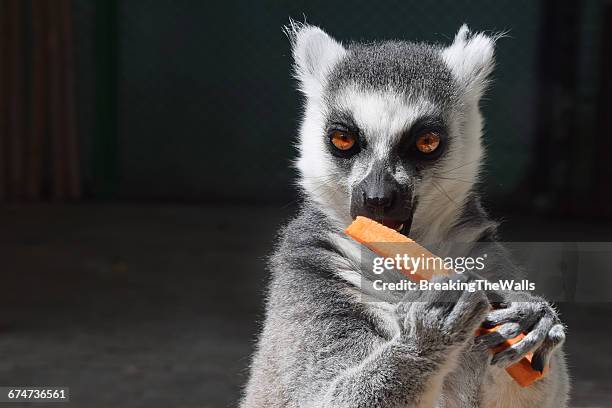 Close-Up Portrait Of Lemur Eating Carrot In Zoo