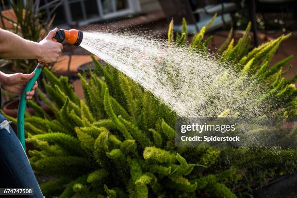 deliciosos las plantas - regar fotografías e imágenes de stock