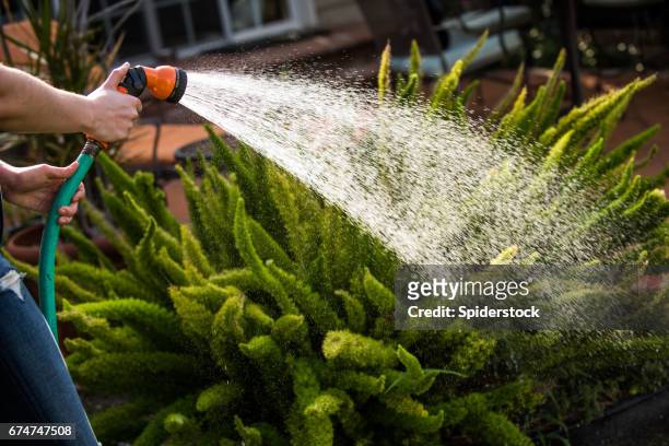 watering the plants - hosepipe stock pictures, royalty-free photos & images