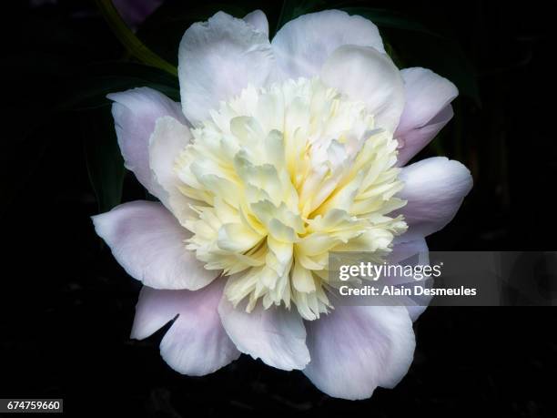 peony - paeonia - pivoir - pivoine 個照片及圖片檔