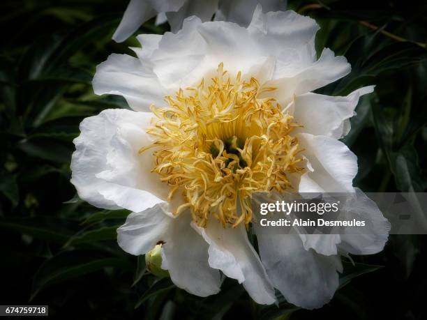 peony - paeonia - pivoine - pivoine 個照片及圖片檔