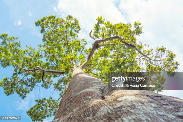 low angle view of ceiba tree, costa rica - single tree branch stock pictures, royalty-free photos & images