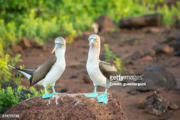 blau-footed sprengfallen (sula nebouxii) auf den galapagos inseln - sula vogelgattung stock-fotos und bilder
