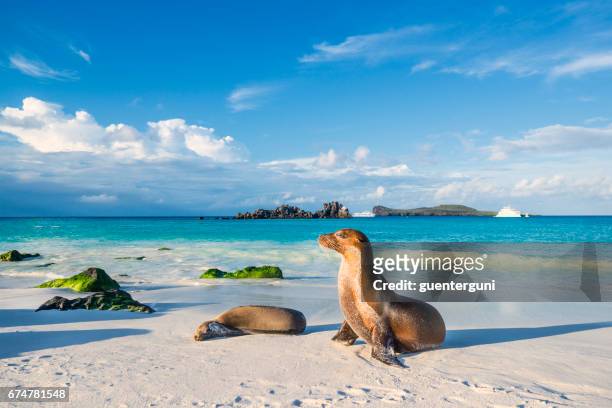 león marino de galápagos (zalophus wollebaeki) en la isla de playa de espanola - ecuador fotografías e imágenes de stock