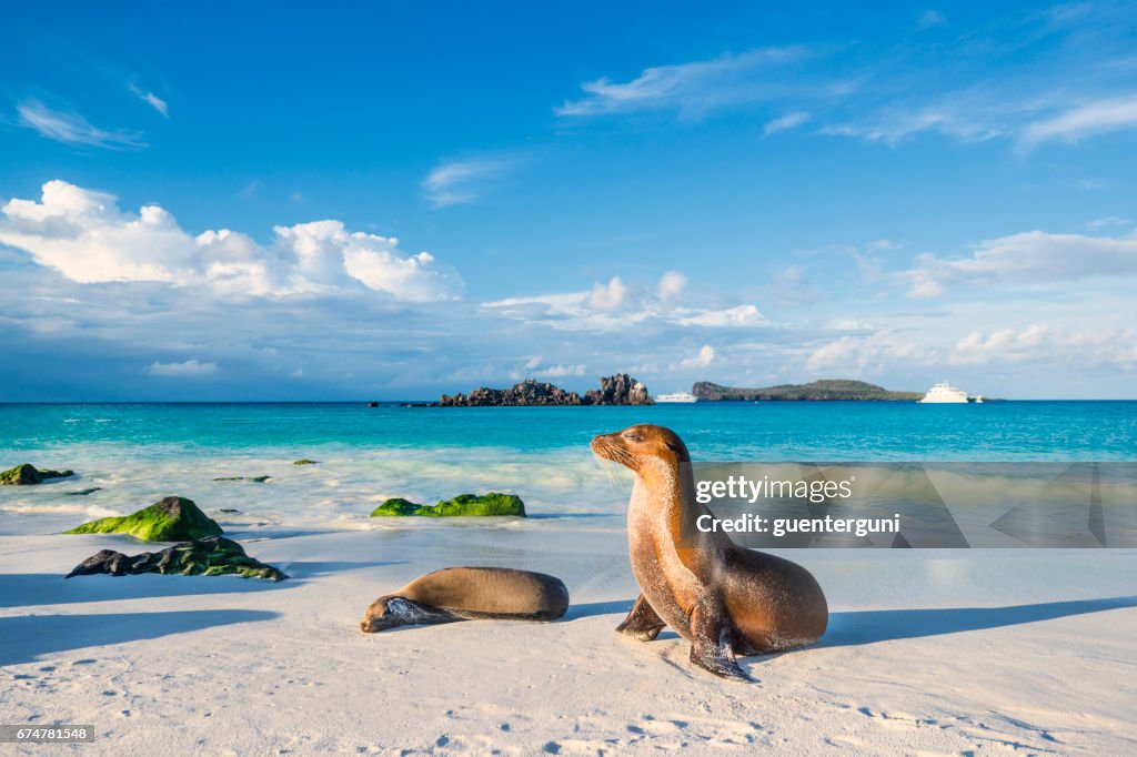Galapagos zeeleeuw (Zalophus wollebaeki) op het eiland strand van Espanola
