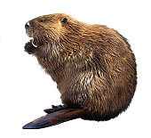 Beaver Isolated on a White Background