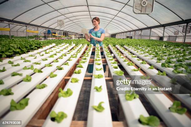 young woman working in a hydroponic farm - hydroponics stockfoto's en -beelden