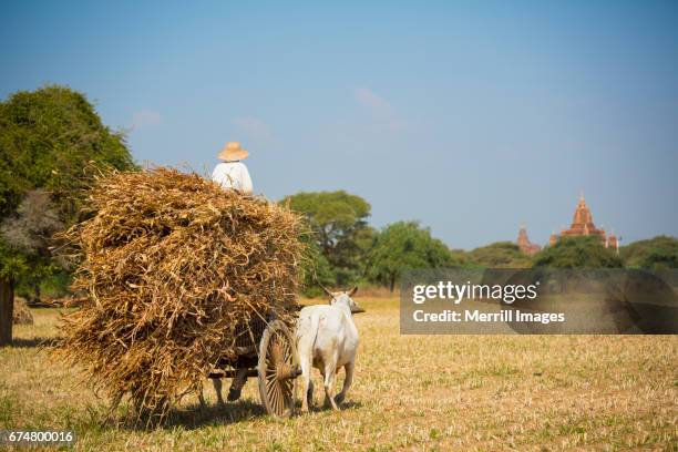 farmers near bagan - ochsenkarren stock-fotos und bilder